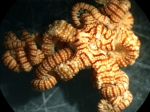 Squamophis lifouensis