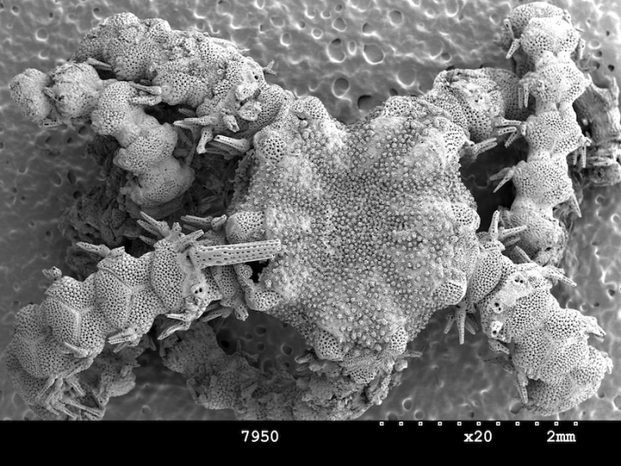 Ophiochondrus variospinus Ophiochondrus variospinus