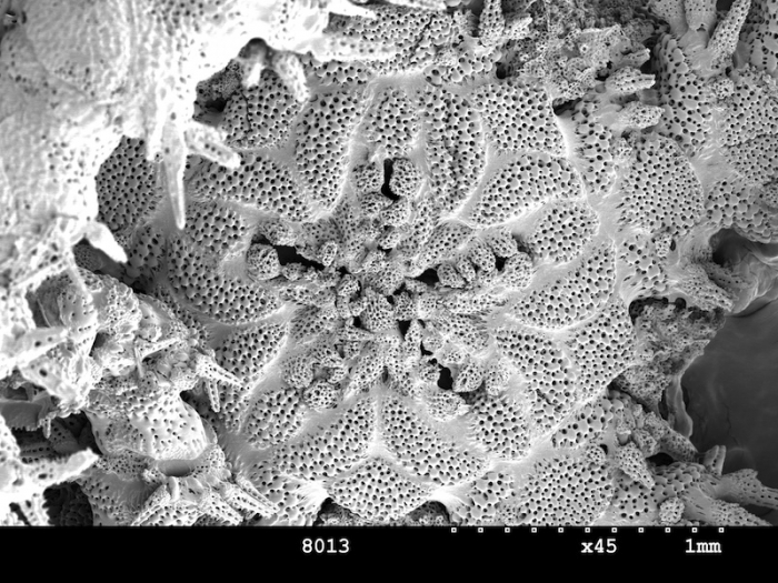 Ophiochondrus variospinus Ophiochondrus variospinus