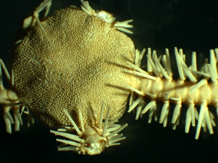 Ophiotreta valenciennesi Ophiotreta valenciennesi