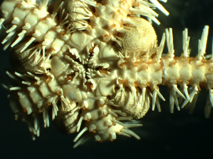 Ophiotreta valenciennesi Ophiotreta valenciennesi