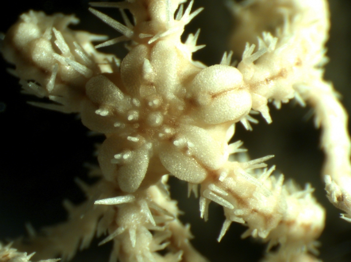 Ophiomoeris exuta Ophiomoeris exuta
