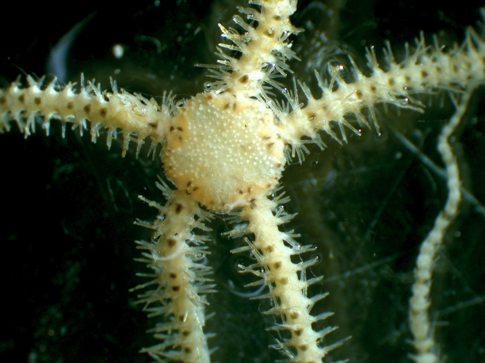Juvenile Juvenile