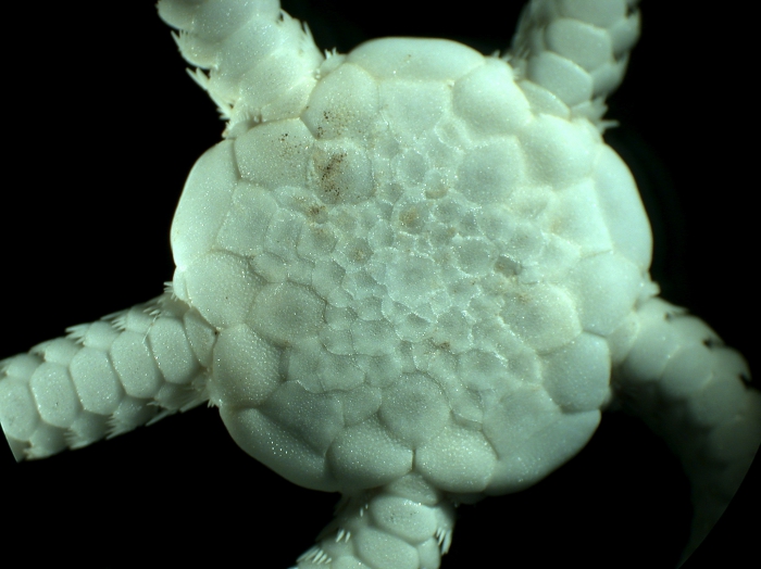 Amphiophiura insolita Amphiophiura insolita
