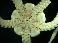 Amphiophiura insolita