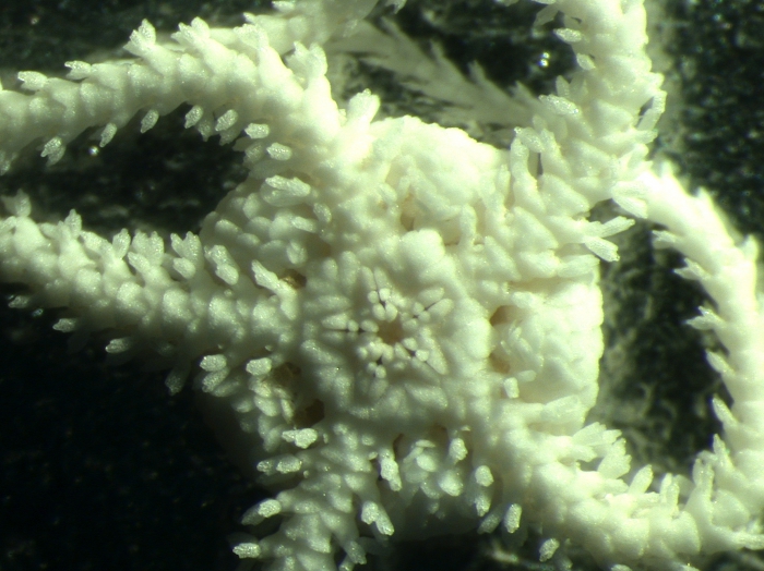 Amphipholis tuberosa Amphipholis tuberosa