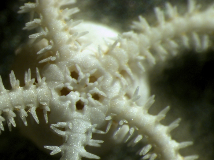 A. loripes A. loripes