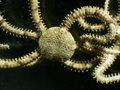 Echinodermata (echinoderms)