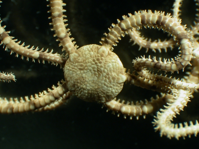 Ophionereis degeneri Ophionereis degeneri