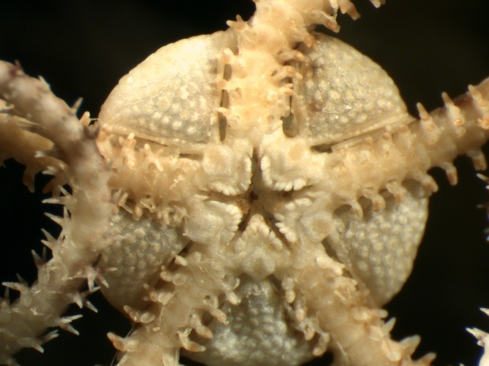 Ophionereis degeneri Ophionereis degeneri