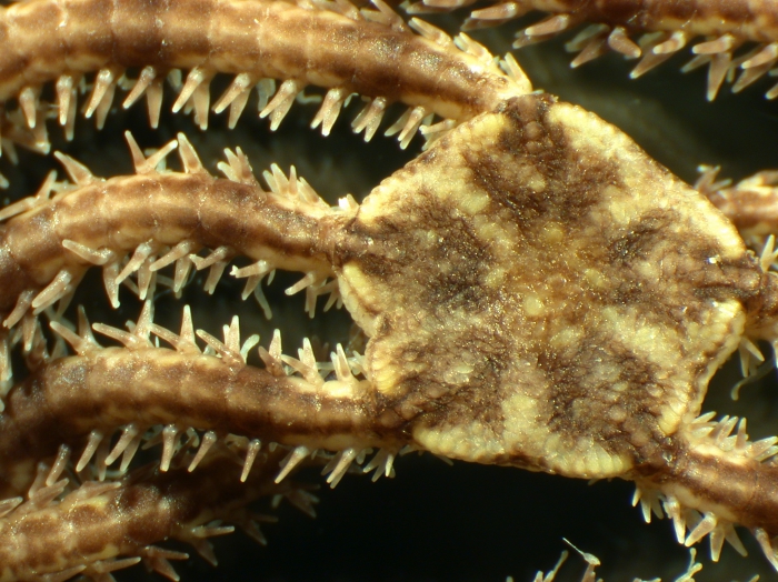 Ophionereis porrecta Ophionereis porrecta