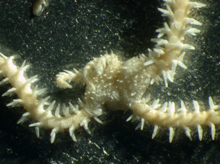 Ophiocomella sexradia