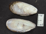 Modiolus modiolus  (horse mussel), author: Fisheries and Oceans Canada, Claude Nozeres