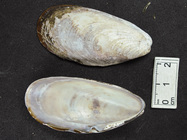 Modiolus modiolus  (horse mussel)