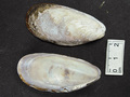 Mollusca (molluscs)