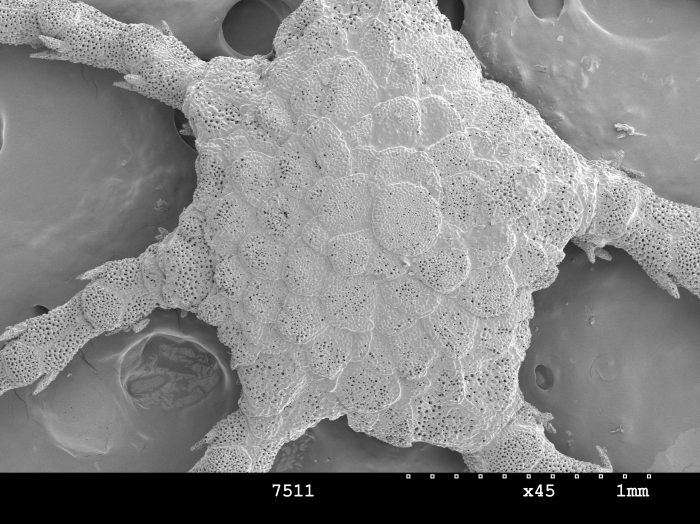 Ophiozonella hexactis Ophiozonella hexactis