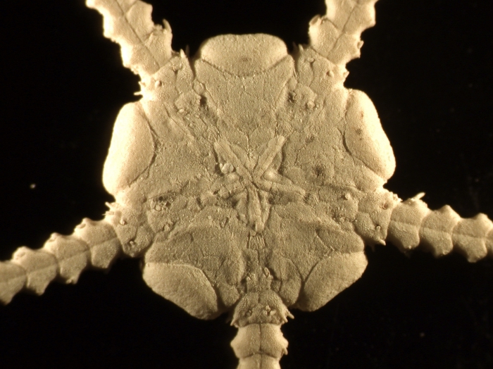 Ophiomusium impurum Syntype Ophiomusium impurum Syntype