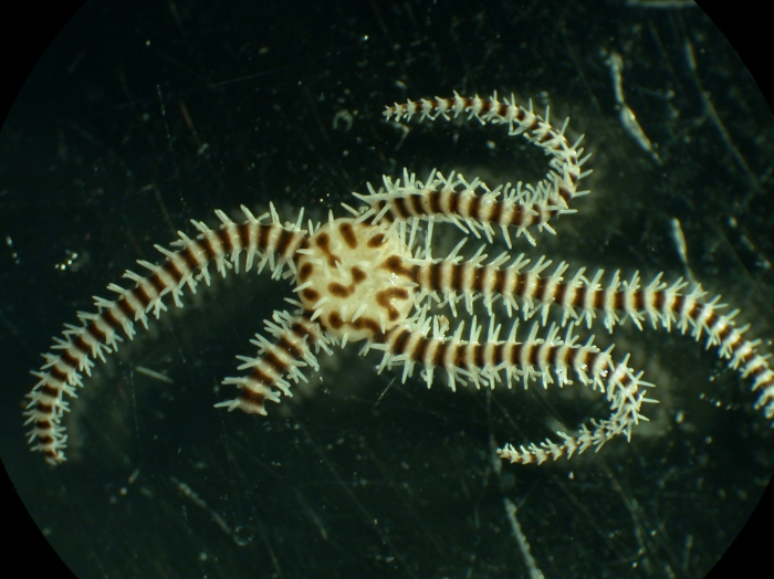 Ophiomastix caryophyllata Ophiomastix caryophyllata