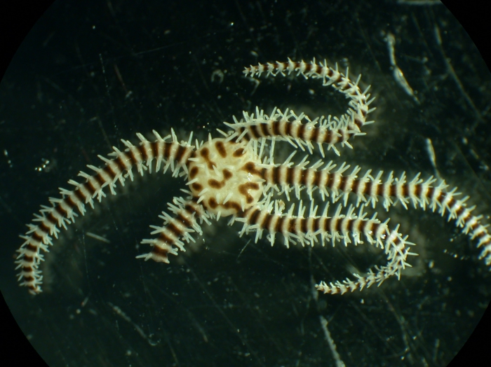 Ophiomastix caryophyllata