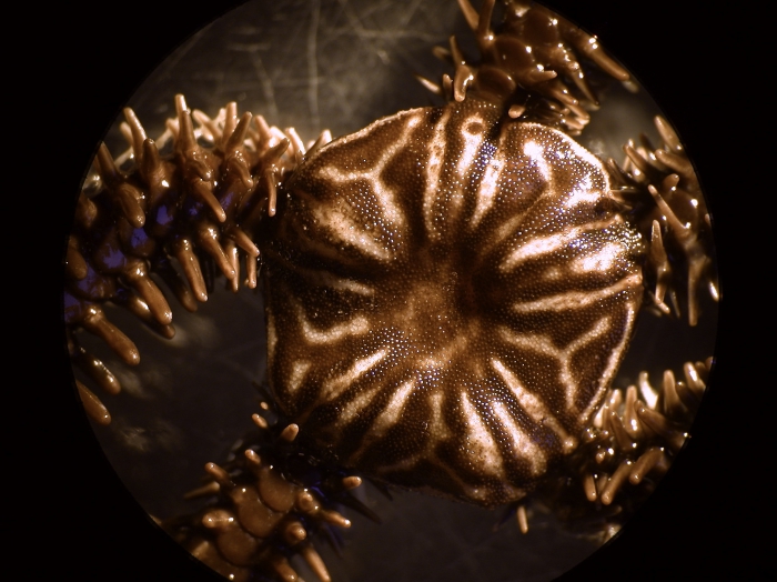 Ophiocoma erinaceus Ophiocoma erinaceus