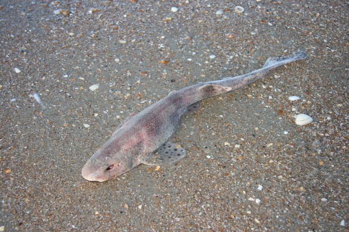 Hondshaai - Scyliorhinus canicula Hondshaai - Scyliorhinus canicula