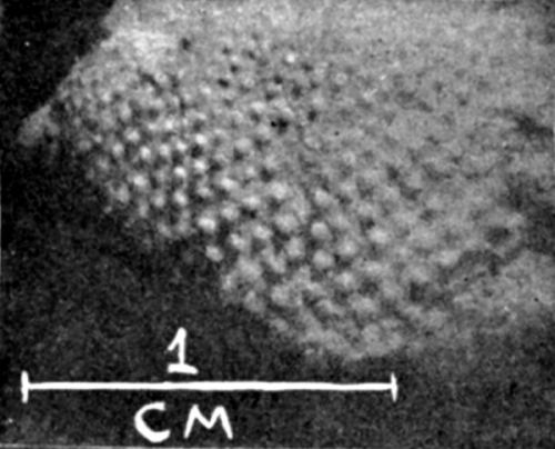 Strongylocentrotus minihagali