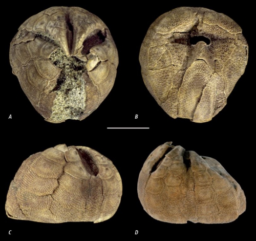 Leymeriaster campestris