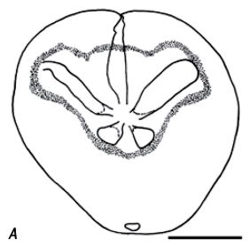 Leymeriaster campestris