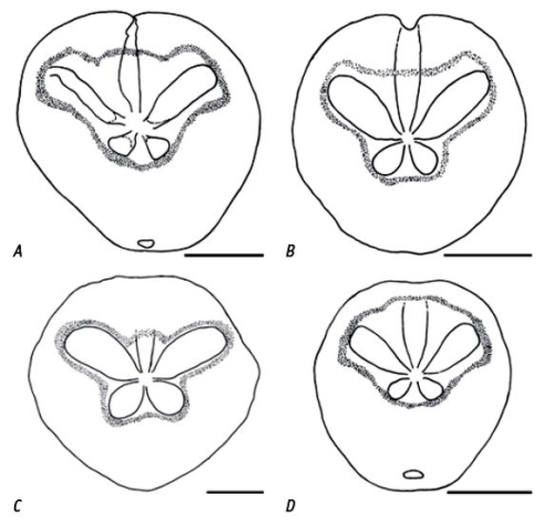 Leymeriaster peripetalous fascioles