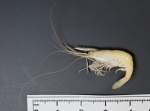 Palaemonetes vulgaris - marsh grass shrimp