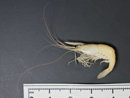 Palaemonetes vulgaris - marsh grass shrimp