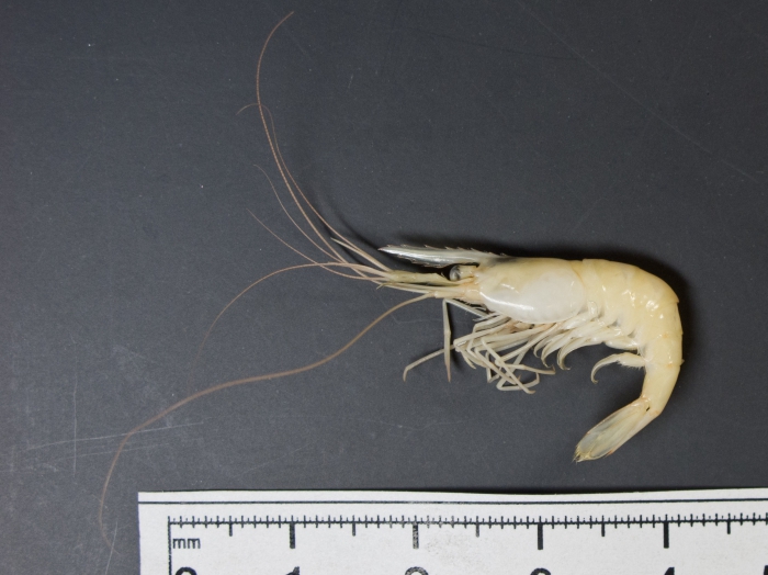 Palaemonetes vulgaris - marsh grass shrimp