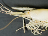 Palaemonetes vulgaris - marsh grass shrimp (rostrum), author: Nozères, Claude