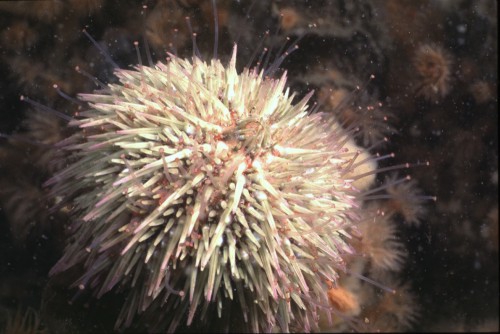 Psammechinus miliaris (Gmelin, 1778) Psammechinus miliaris (Gmelin, 1778)