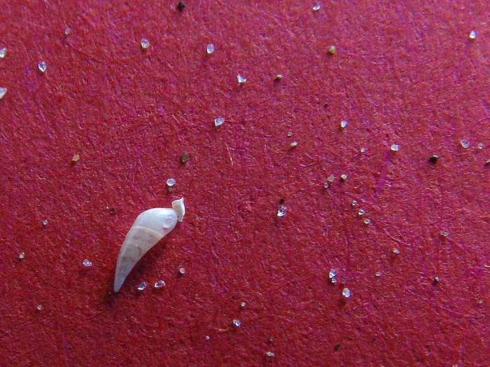 Krom glanshorentje - Vitreolina philippi Krom glanshorentje - Vitreolina philippi