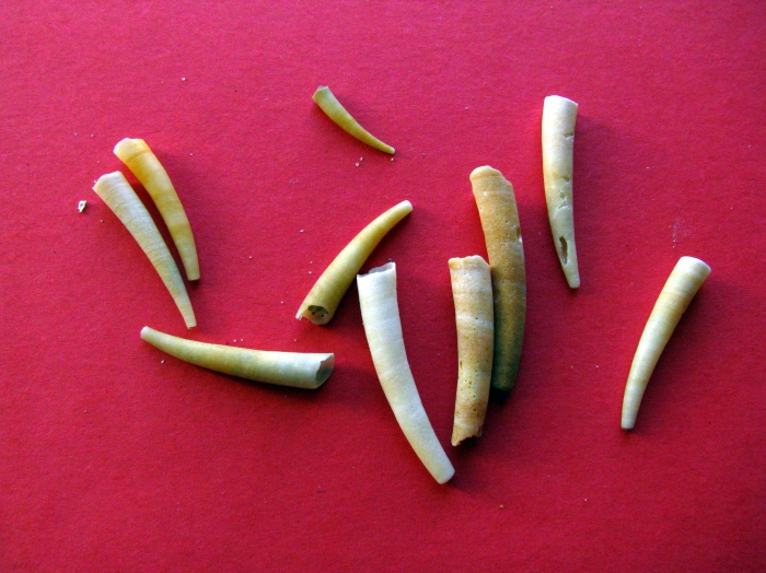 Gladde olifantstanden Gladde olifantstanden