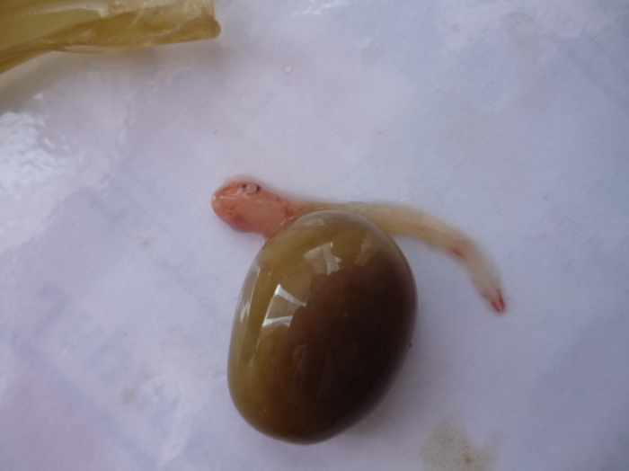 Hondshaai embryo Hondshaai embryo