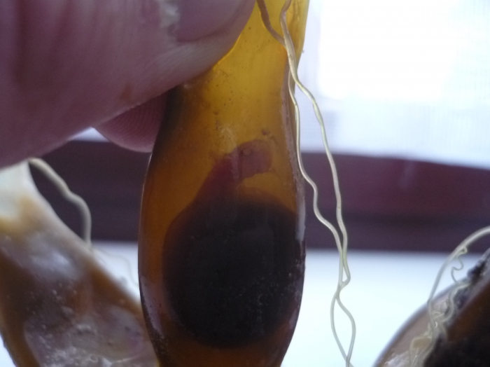 Hondshaai embryo Hondshaai embryo