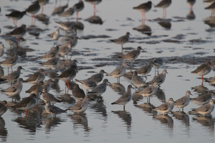 Knot (Calidris canutus)