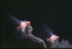 Hydrozoa (hydroids)