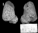 Agelas dispar Duchassaing & Michelotti, 1864 Holotype