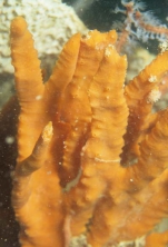 Specimen photographed in situ at Darwin Harbour. Photo, Michael Browne