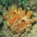 Porifera (sponges)