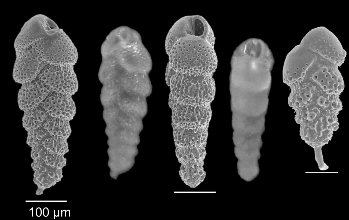 Bolivina italica Cushman 1936 Bolivina italica Cushman 1936