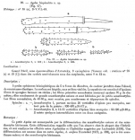 Agelas bispiculata Vacelet et al. 1976