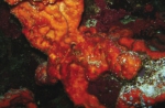 Agelas axifera in situ on the Great Barrier Reef