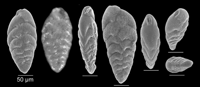 NOT Bolivina ordinaria Phleger &amp; Parker, 1952 (compare with holotype)