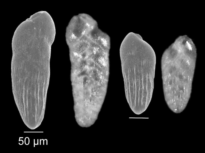 Bolivina striatula Cushman, 1922