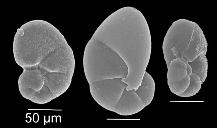 Nonionella iridea Heron-Allen & Earland, 1932