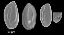 Quinqueloculina laevigata d´Orbigny, 1839